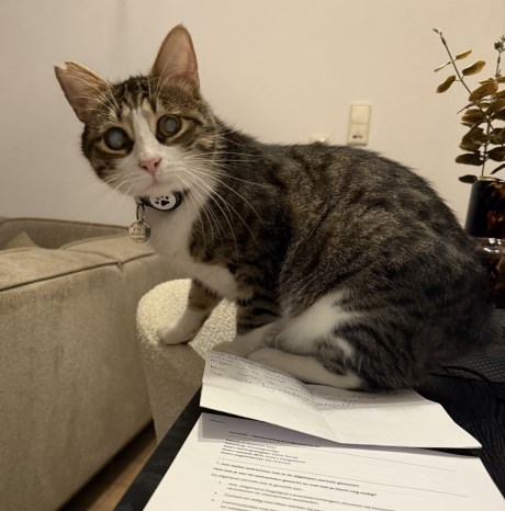 Kat Europese korthaar of huiskat