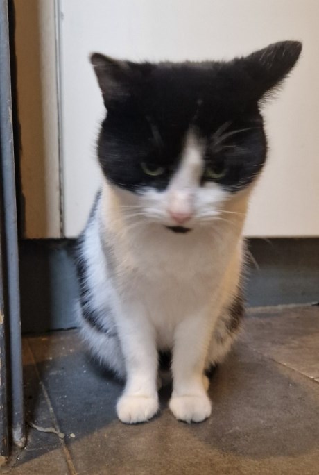 Kat Europese korthaar of huiskat