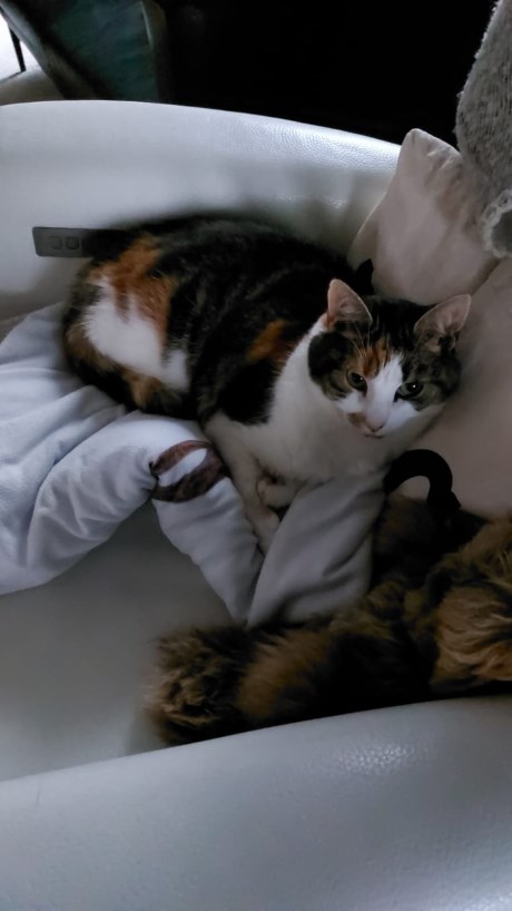 Kat Europese korthaar of huiskat