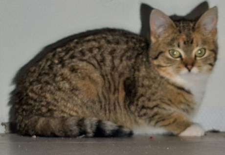 Kat Europese korthaar of huiskat