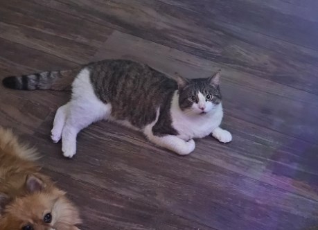 Kat Europese korthaar of huiskat