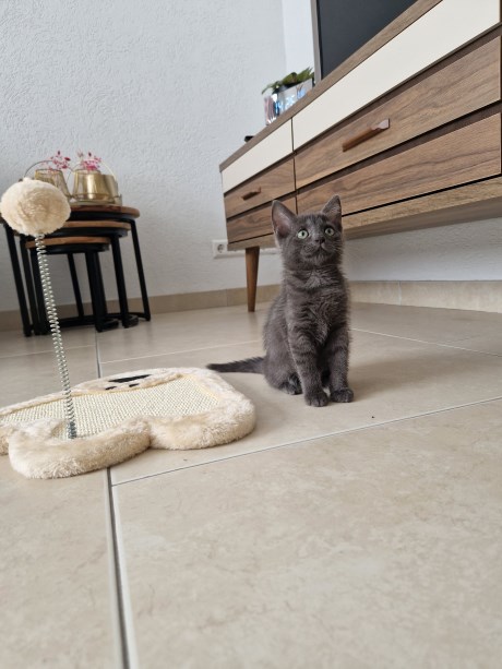 Kat Europese korthaar of huiskat