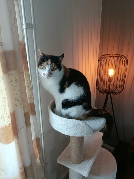 Kat Europese korthaar of huiskat