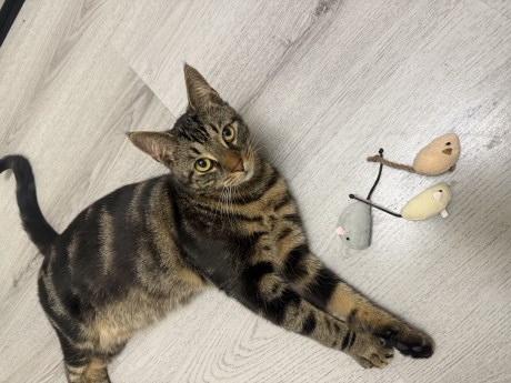 Kat Europese korthaar of huiskat