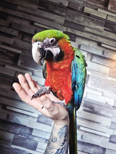 Vogel (Dwerg-)papegaai