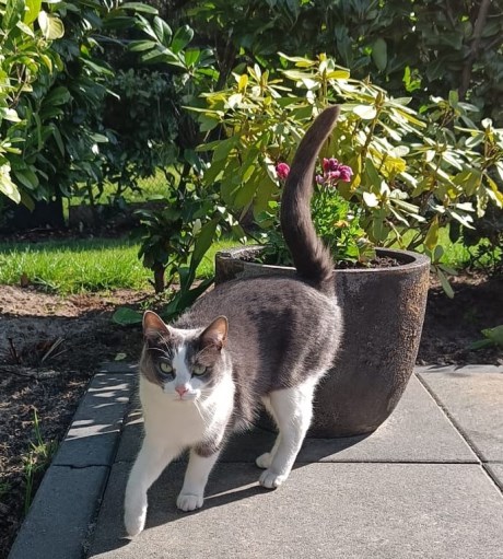 Kat Europese korthaar of huiskat