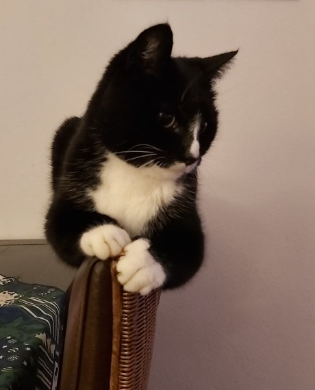 Kat Europese korthaar of huiskat