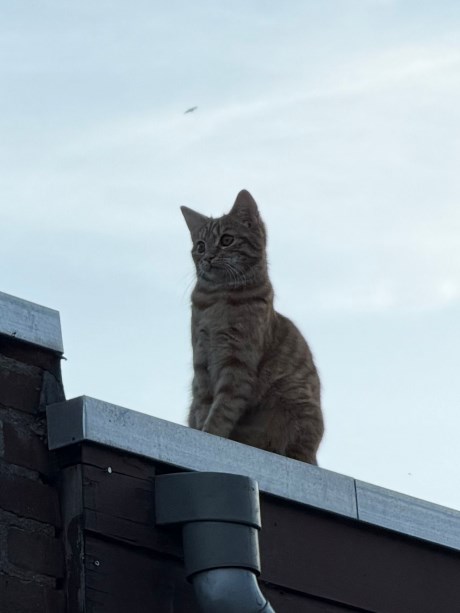 Kat Europese korthaar of huiskat