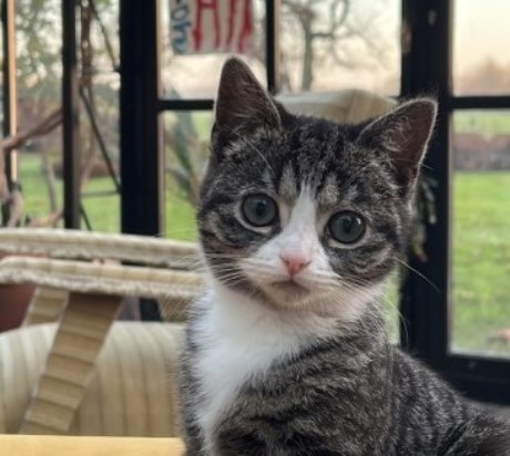 Kat Europese korthaar of huiskat