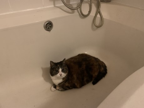 Kat Europese korthaar of huiskat