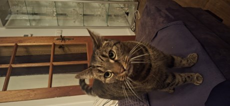 Kat Europese korthaar of huiskat