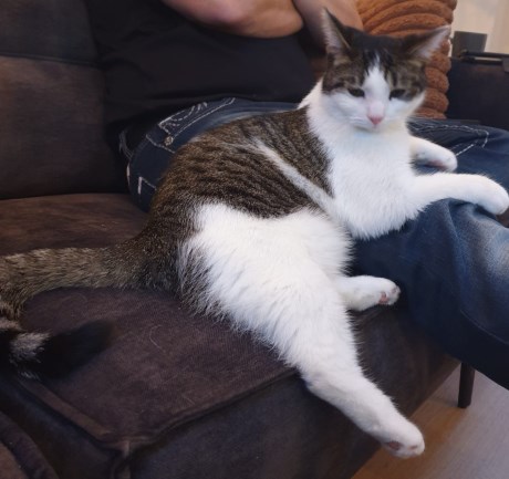 Kat Europese korthaar of huiskat