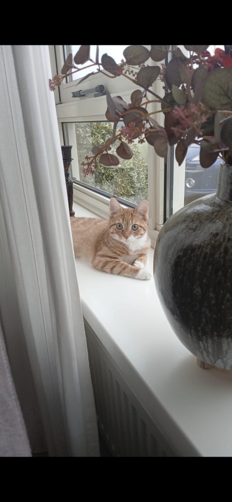 Kat Europese korthaar of huiskat