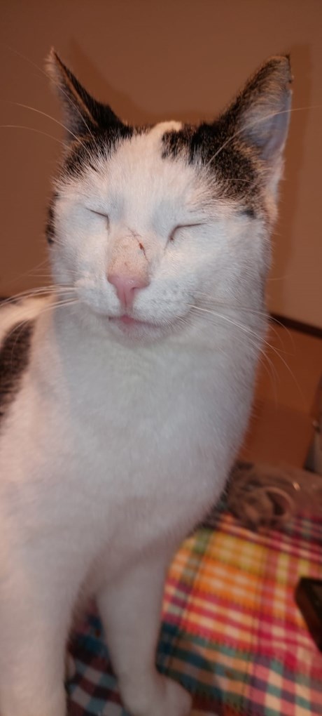 Kat Europese korthaar of huiskat