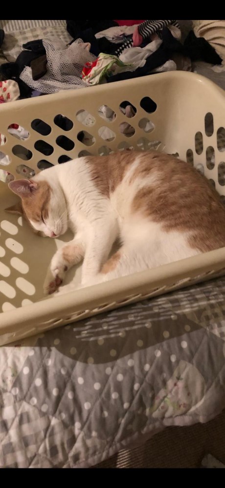 Kat Europese korthaar of huiskat