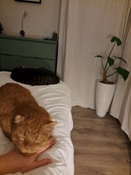 Kat Europese korthaar of huiskat