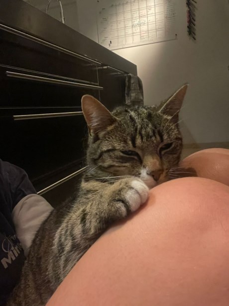 Kat Europese korthaar of huiskat