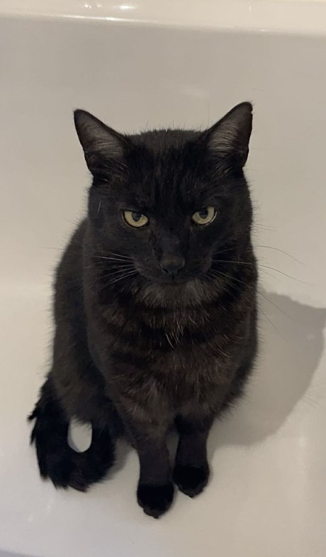 Kat Europese korthaar of huiskat