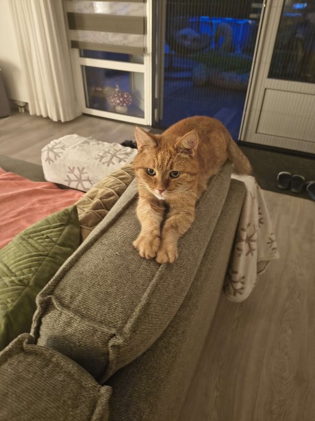 Kat Europese korthaar of huiskat