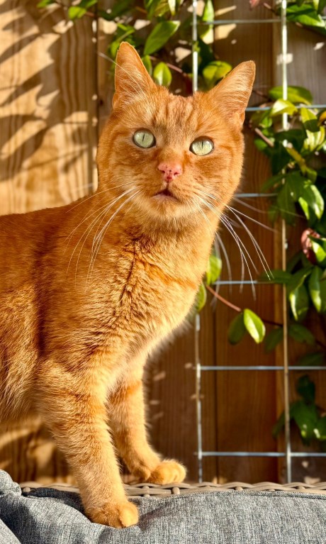 Kat Europese korthaar of huiskat