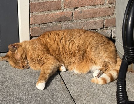 Kat Europese korthaar of huiskat