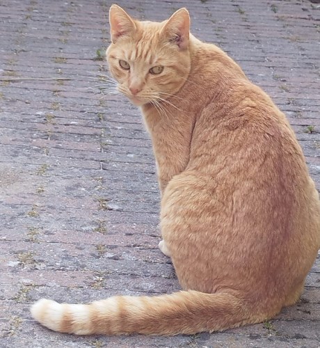 Kat Europese korthaar of huiskat