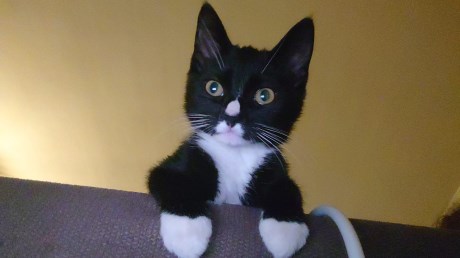 Kat Europese korthaar of huiskat