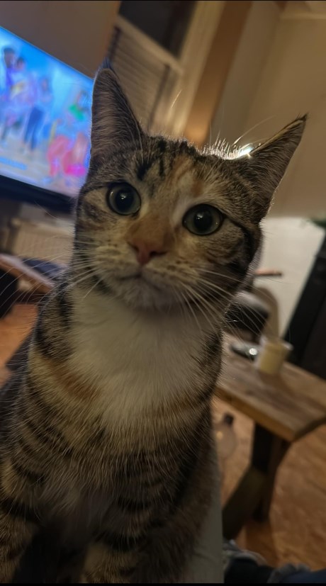 Kat Europese korthaar of huiskat