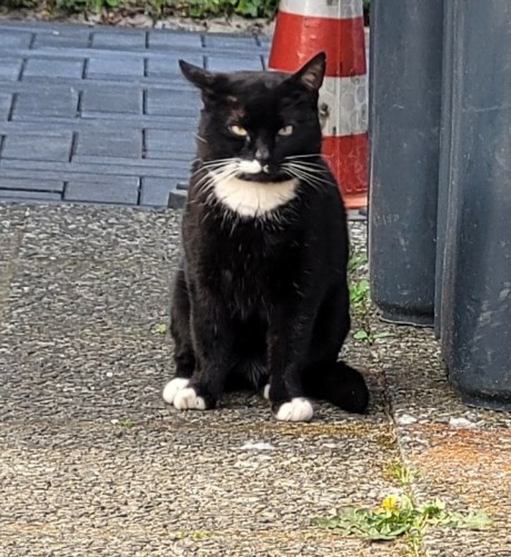 Kat Europese korthaar of huiskat