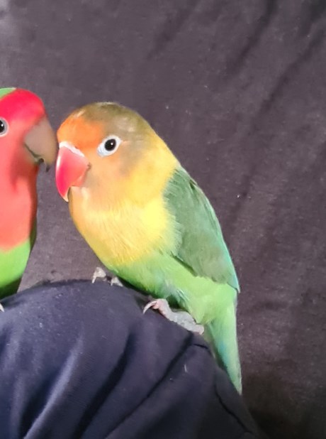 Vogel (Dwerg-)papegaai