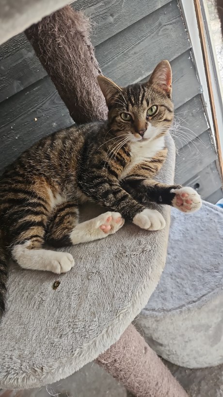 Kat Europese korthaar of huiskat