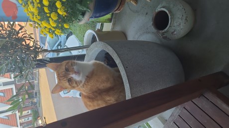 Kat Europese korthaar of huiskat