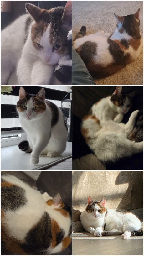 Kat Europese korthaar of huiskat