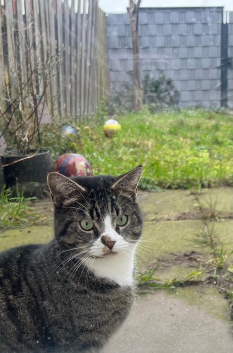 Kat Europese korthaar of huiskat