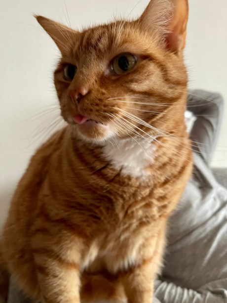 Kat Europese korthaar of huiskat