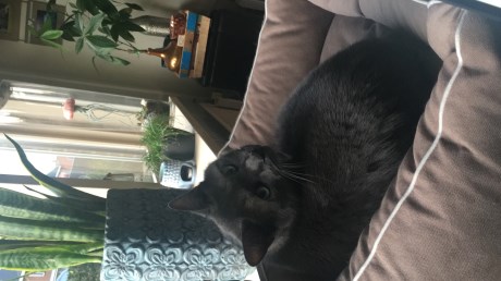 Kat Europese korthaar of huiskat