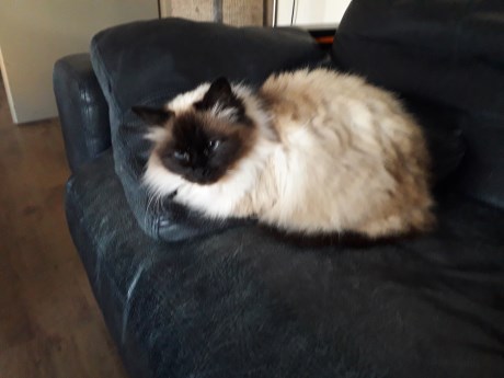 Kat Heilige Birmaan X