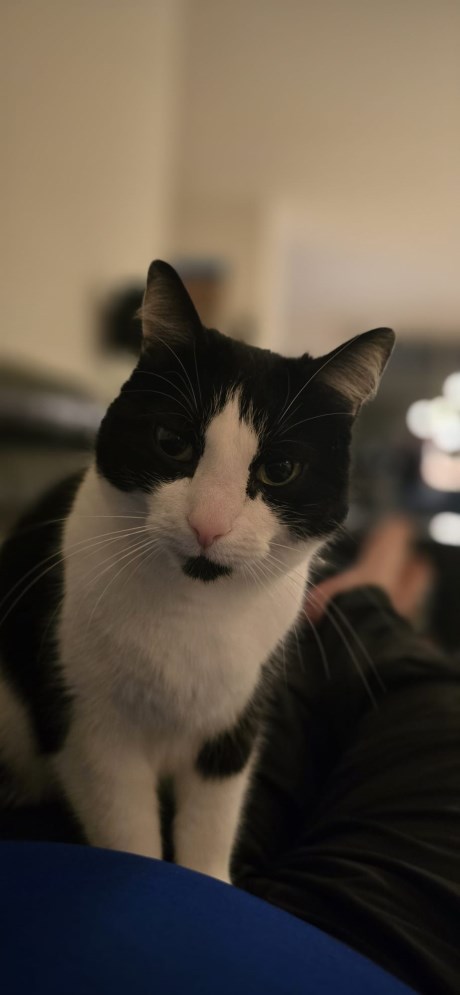 Kat Europese korthaar of huiskat