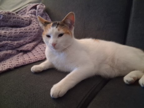 Kat Europese korthaar of huiskat