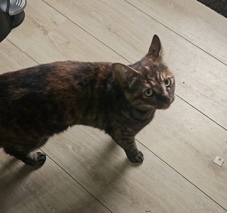 Kat Europese korthaar of huiskat