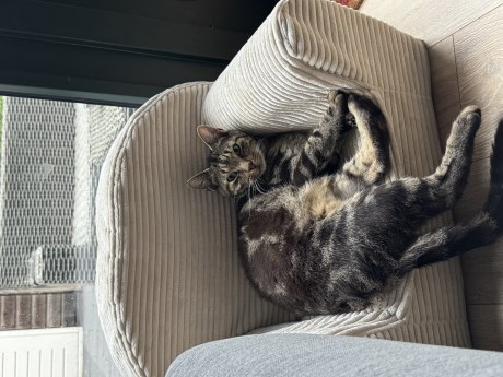 Kat Europese korthaar of huiskat