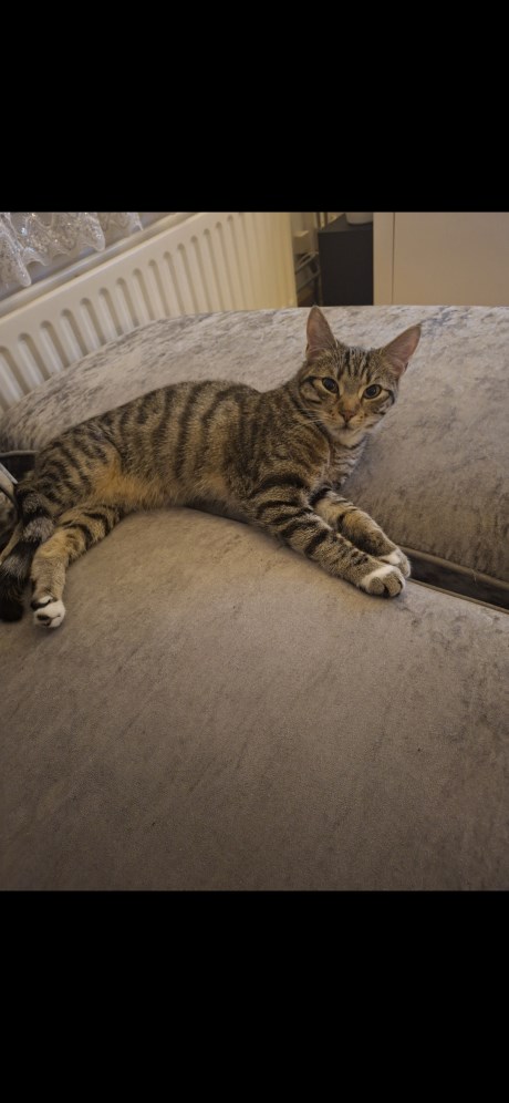 Kat Europese korthaar of huiskat