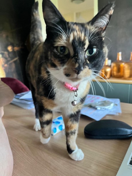 Kat Europese korthaar of huiskat