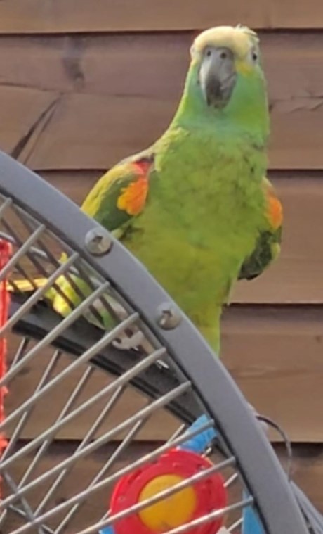 Vogel (Dwerg-)papegaai