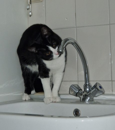 Kat Europese korthaar of huiskat