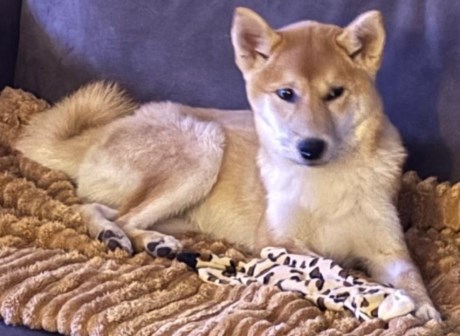 Hond Shiba inu