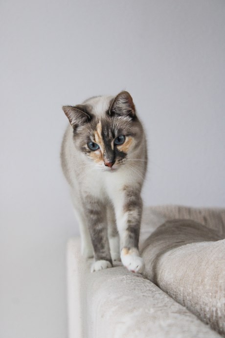 Kat Ragdoll