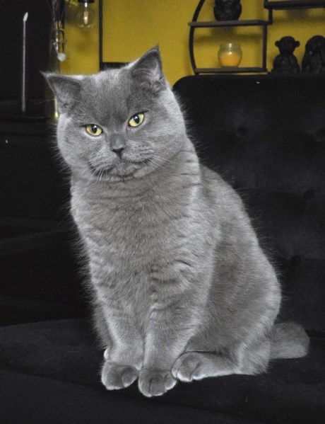 Kat Brits korthaar