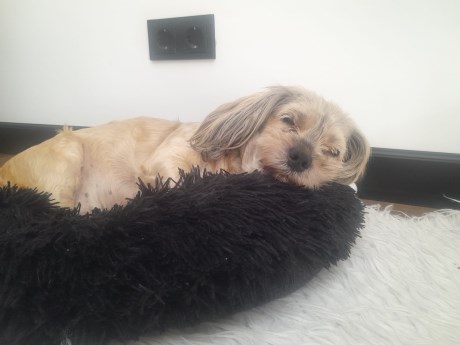 Hond Boomer