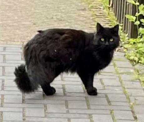 Kat Brits langhaar